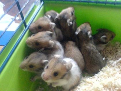 5 Super süße Teddyhamster Buben ca. 5 Wochen alt in liebevolle Hände abzugeben