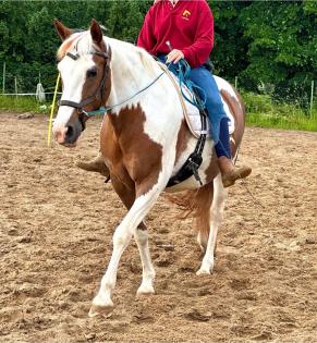 Bunte Deutsche Reitponystute