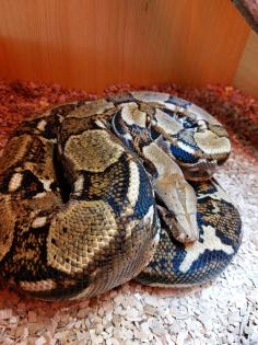Boa Constrictor Imperator inklusive Terrarium