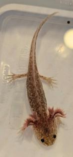 Axolotl Nachwuchs aus eigener Nachzucht