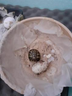 Griechische landschildkröte