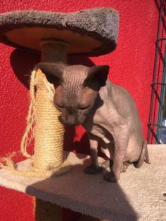 DonSphynx