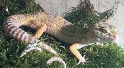 2 Geckos und das Terrarium