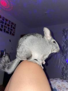 Zahme Chinchilla mit Käfig und Zubehör