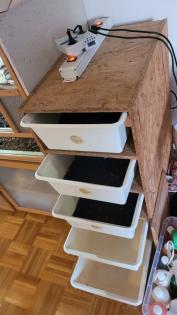 3 Pythons und vollständig eingerichtetes Terrarium
