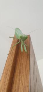 Rhombodera Magaera Mantis, Gottesanbeterin L3