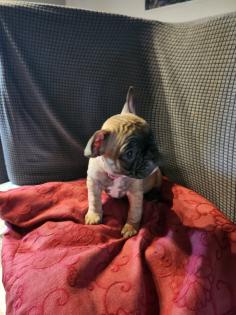Französische Bulldoggen Baby, s