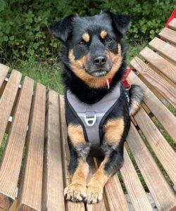 LEGO - männlich 5 Jahre 44 cm 10 kg Pinscher-Mix Gechipt Kastriert