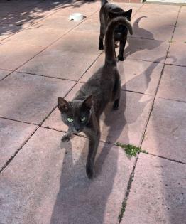 Katzen abzugeben