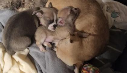 Süsse Chihuahua shitzu Mix Welpen