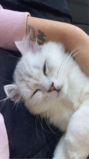Verkaufe meine Katze