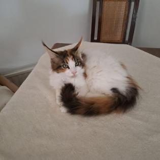 Zuckersüß Maine Coon Kitten MIT Stammbaum