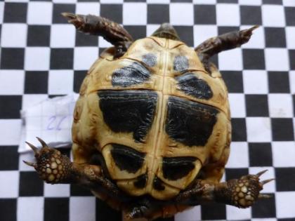 Griechische Landschildkröte
