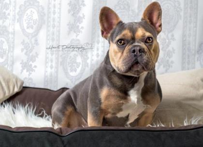 Französische Bulldoggen Welpen Hündin blau mit Papieren