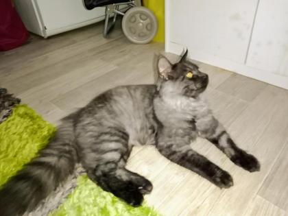 Deckkater MaiCoon Perser Mischling