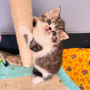 Exotic Shorthair Kitten männlich Fibie sucht eine neue Familie - mit Stammbaum
