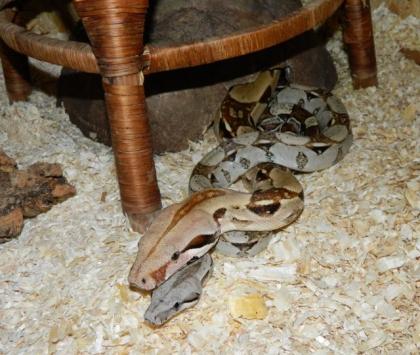 1. 1 Boa c. imperator eingerichtetes OSB Terra günstig abzugeben