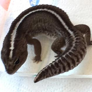 Afrikanischer Fettschwanzgecko