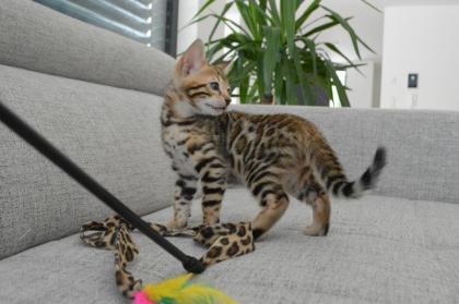 Bengalkitten mit Stammbaum