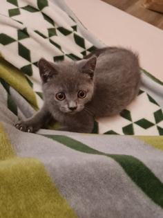 Schöne BKH Kitten grau nur noch 1 Junge frei