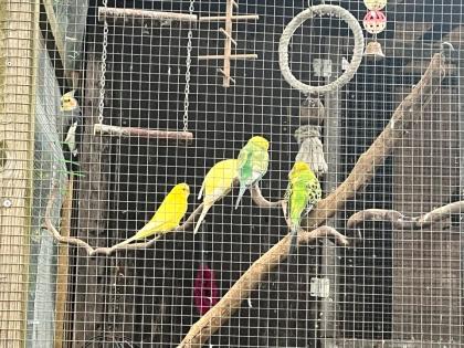 Nymphensittich, Wellensittich, Kanarien und Finken
