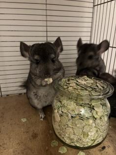 Chinchilla Babys, Weibchen und Männchen