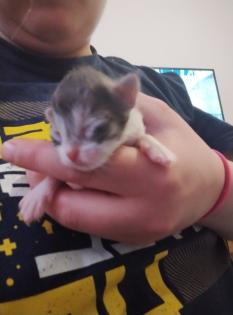 Super süße Katzen Babys