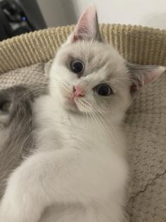 BKH kitten mit Stammbaum
