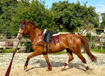 REITBETEILIGUNG für unsere DSP STUTE HENRIETTA