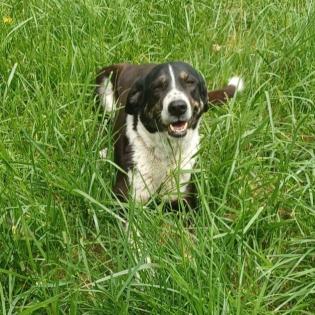 Tasha / Status sucht ein Zuhause