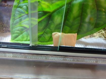 Phelsuma Klemmeri Taggeck mit Terrarium und Technik