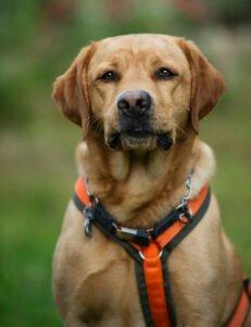 MR. SAM - Labrador - männlich 4 Jahre 58 cm 34 kg Gechipt Kastriert
