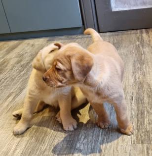 Labrador Welpen Reinrassig