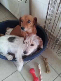 Hundepärchen in gute Hände abzugeben