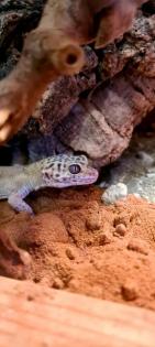 72461 Albstadt Leopardgeckos
