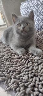 Sehr süsse Katzenbabys
