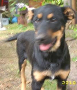 Süße Dobermann Mix Hündin
