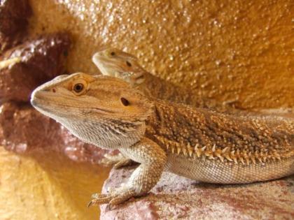 1. 1 Pogona vitticeps von 2021 abzugeben