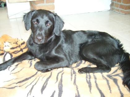 Flatcoated-retriever sucht Hündin zum DECKEN
