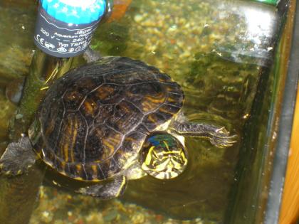 Verschenke Gelbwangen-Schmuckschildkröte Trachemys scripta scripta