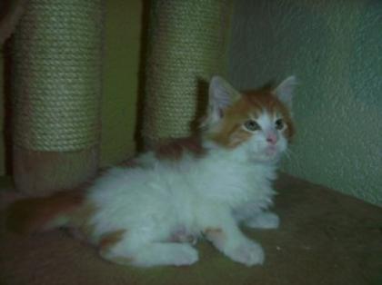 Traumhaft schöne maine Coon Kitten
