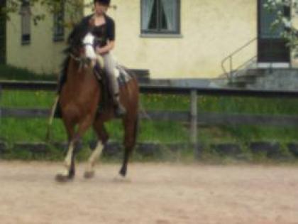 Nette Reiterin sucht dringend Reitbeteiligung