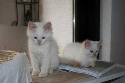 Wunderschöne Waldkatzenkitten