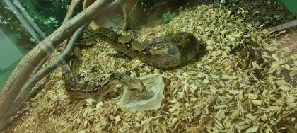 Boa Constrictor Imperator 2