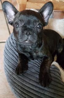 Wunderschöner French Bully Rüde 12 Wochen VETCheck/Papiere /gesund/freiatmend
