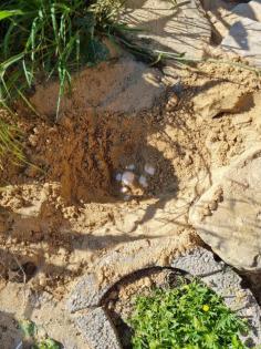 Breitrandschildkröten