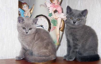 Bezaubernde REINRASSIGE BKH Katzenbabys