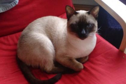 Unser wunderschöner Deckkater sucht Katzendame