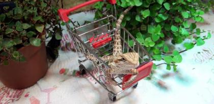 Bartagame Progona Viticeps 8 Wochen jung