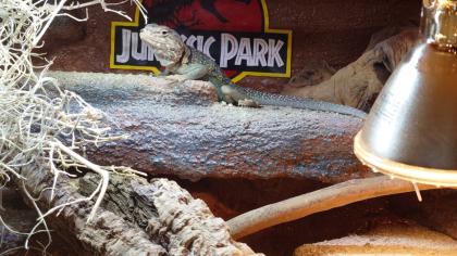 Halsbandleguan mit terrarium